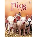 Pigs