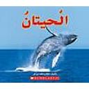 الحيتان