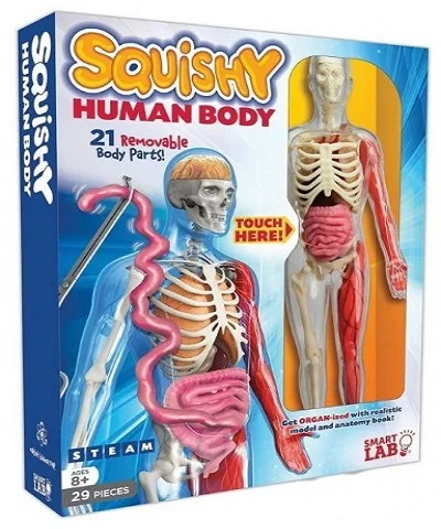 Squishy Human Body